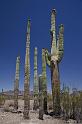 132 Organ Pipe Cactus National Monument